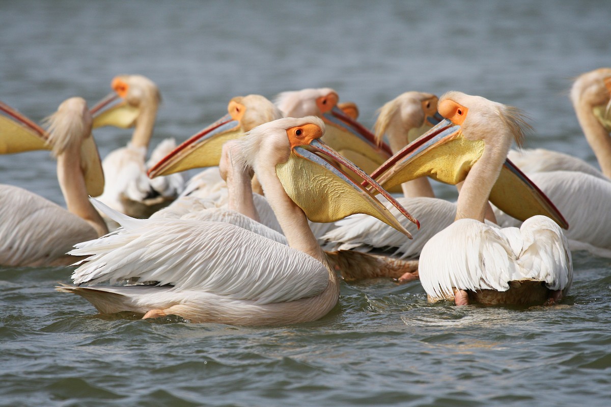Great White Pelican - Eduardo Soler