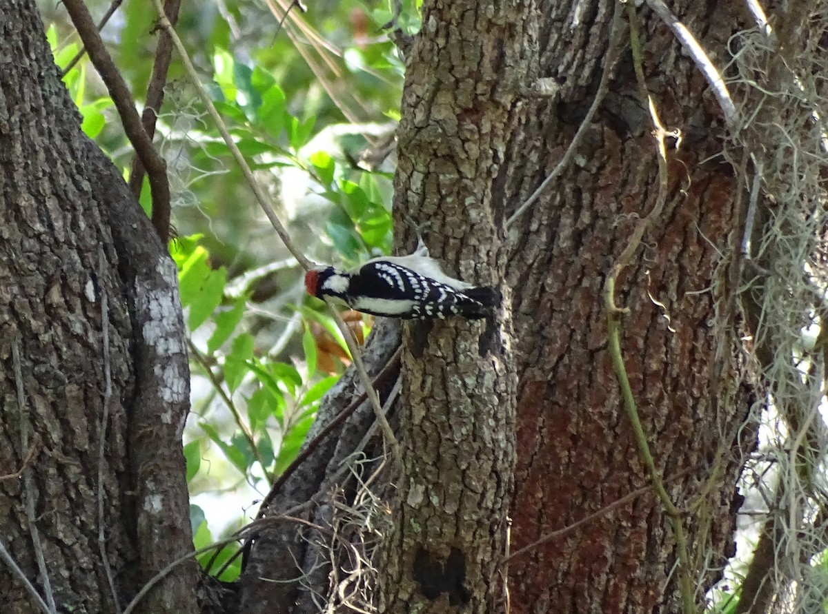 Downy Woodpecker (Eastern) - ML71754141
