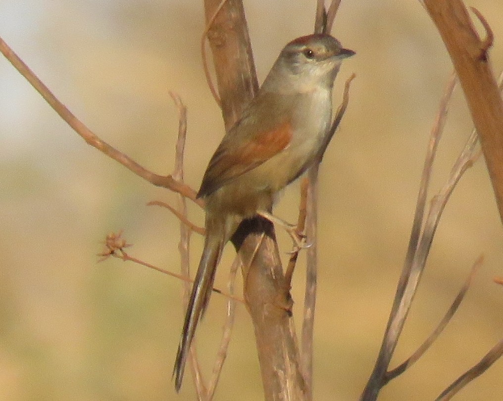 Pale-breasted Spinetail - ML71754271