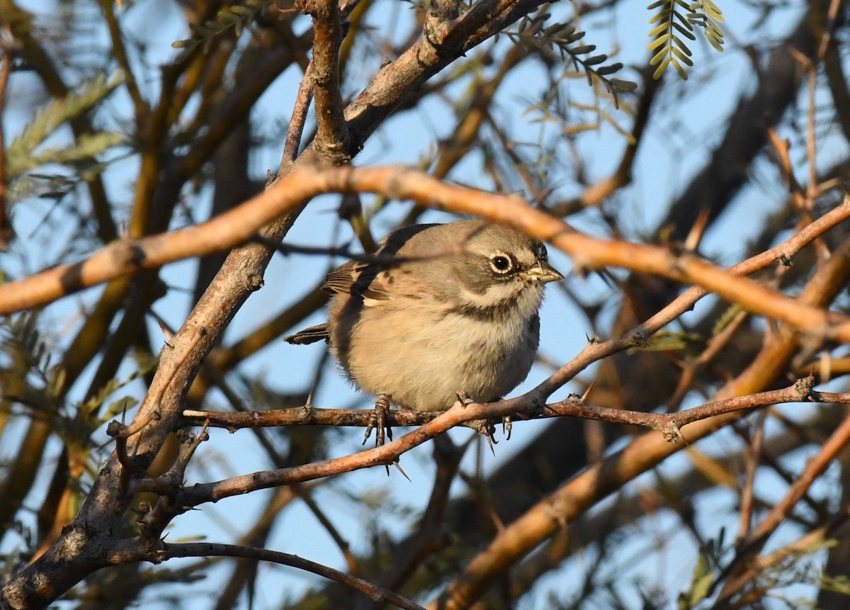 Sagebrush/Bell's Sparrow (Sage Sparrow) - CK Staurovsky