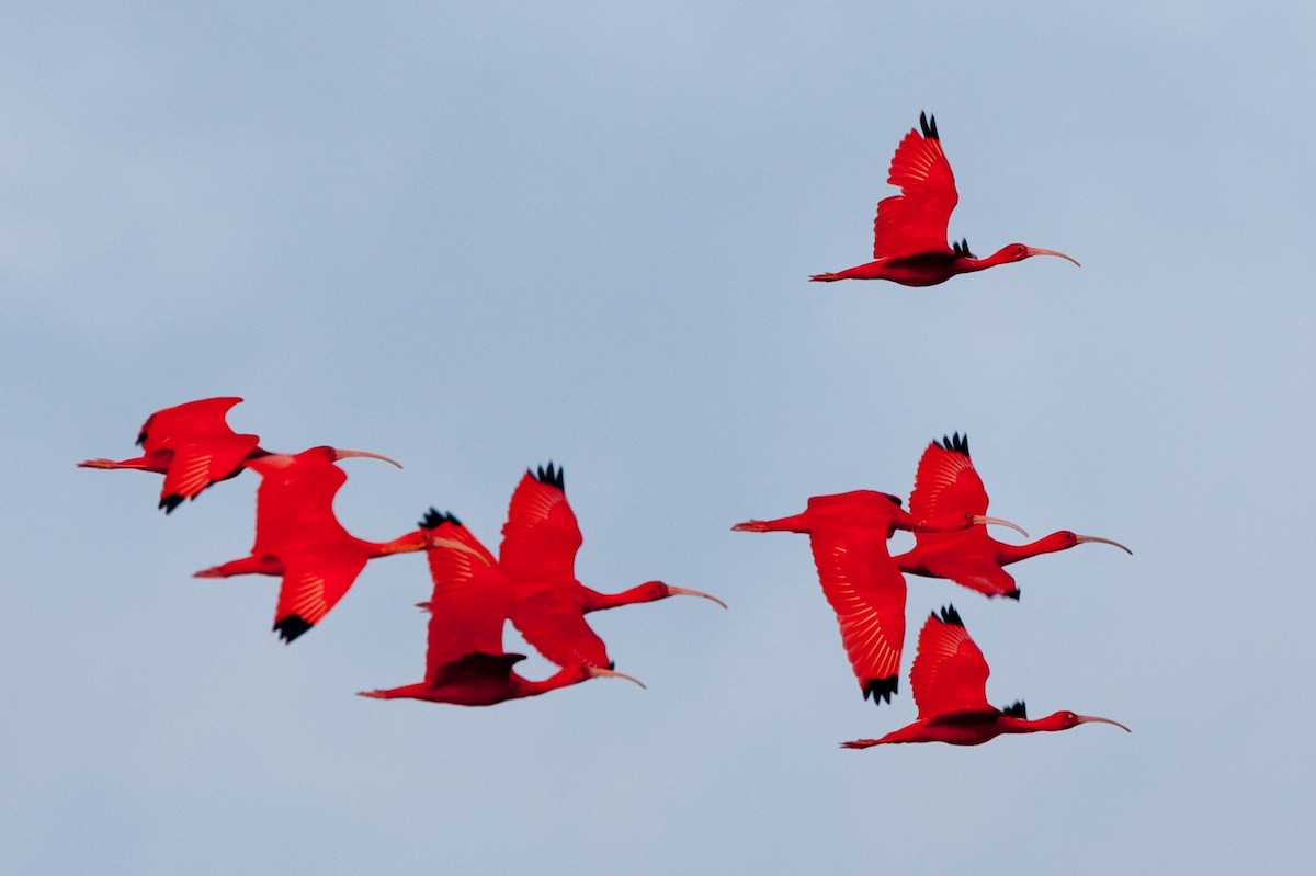 ibis rudý - ML71755881