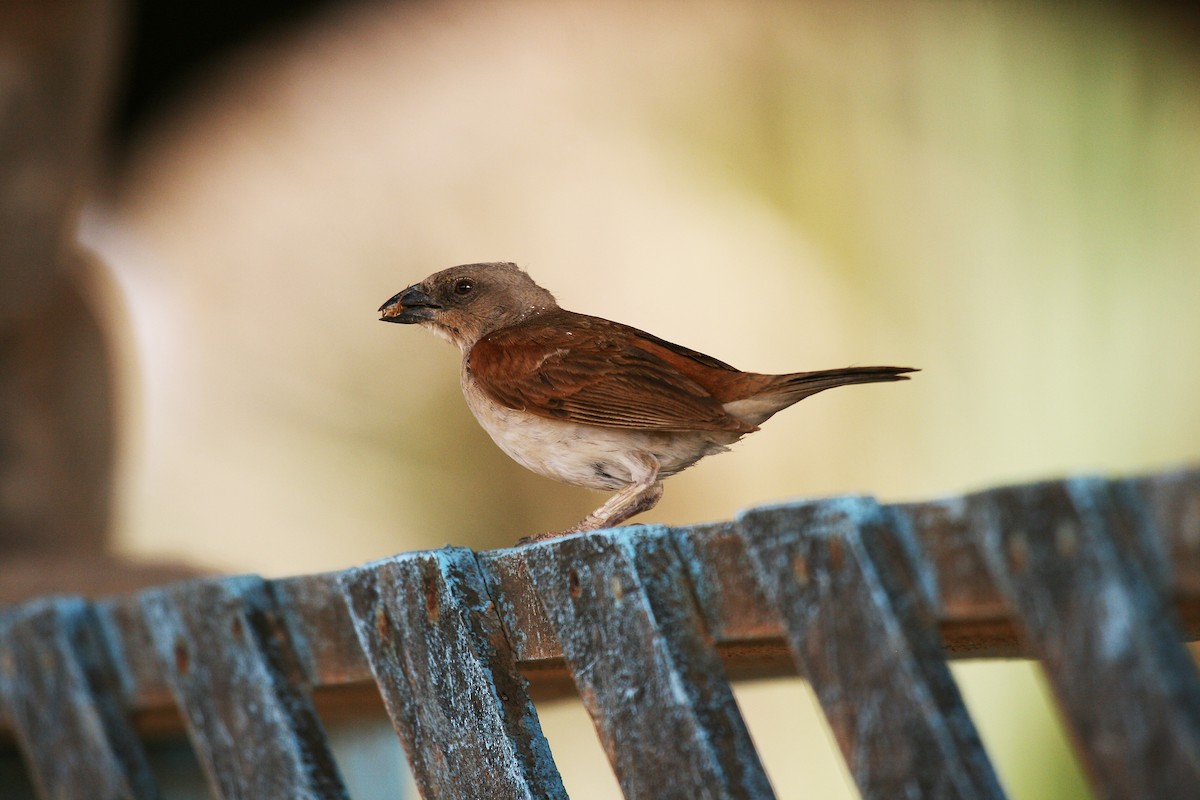 Northern Gray-headed Sparrow - ML717573