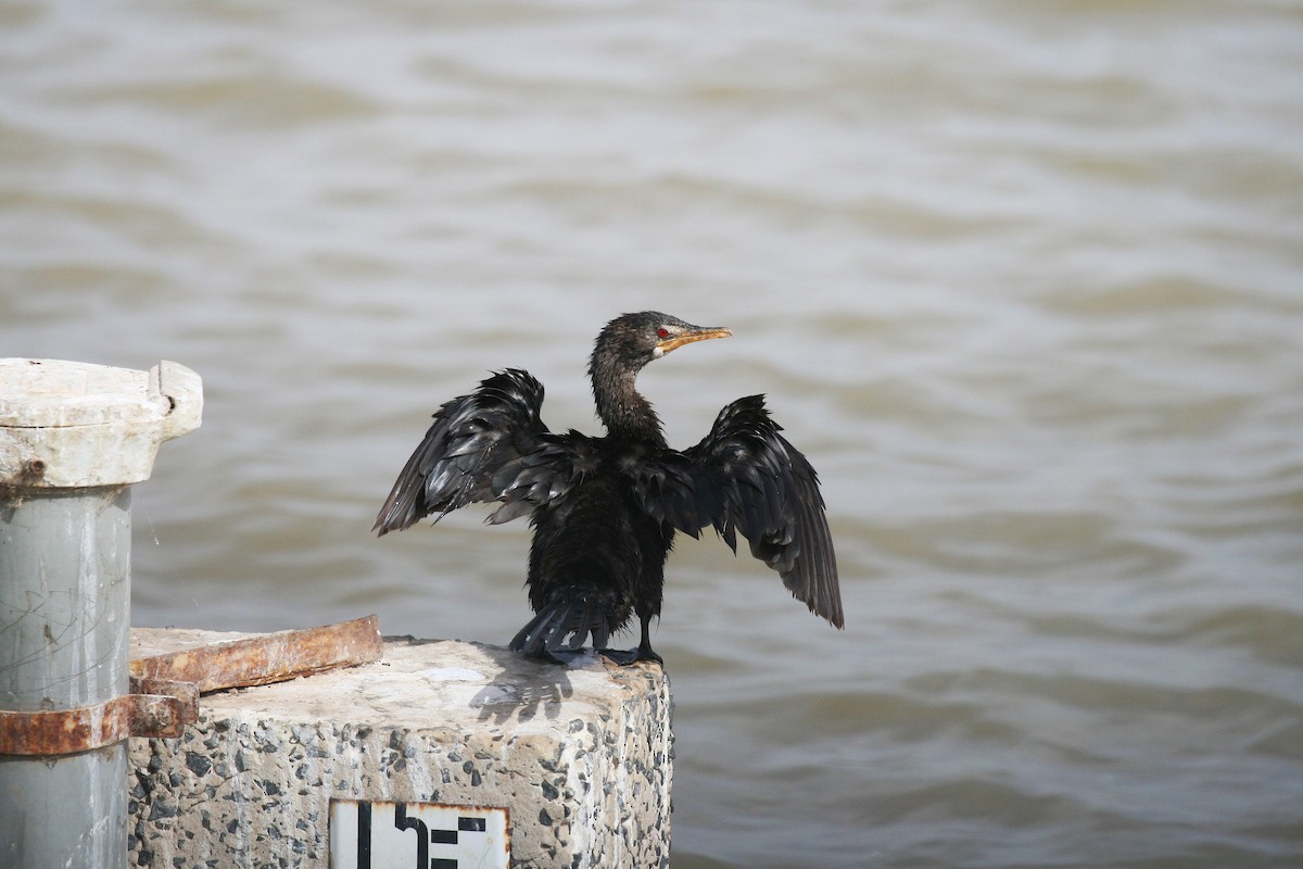 Long-tailed Cormorant - Eduardo Soler