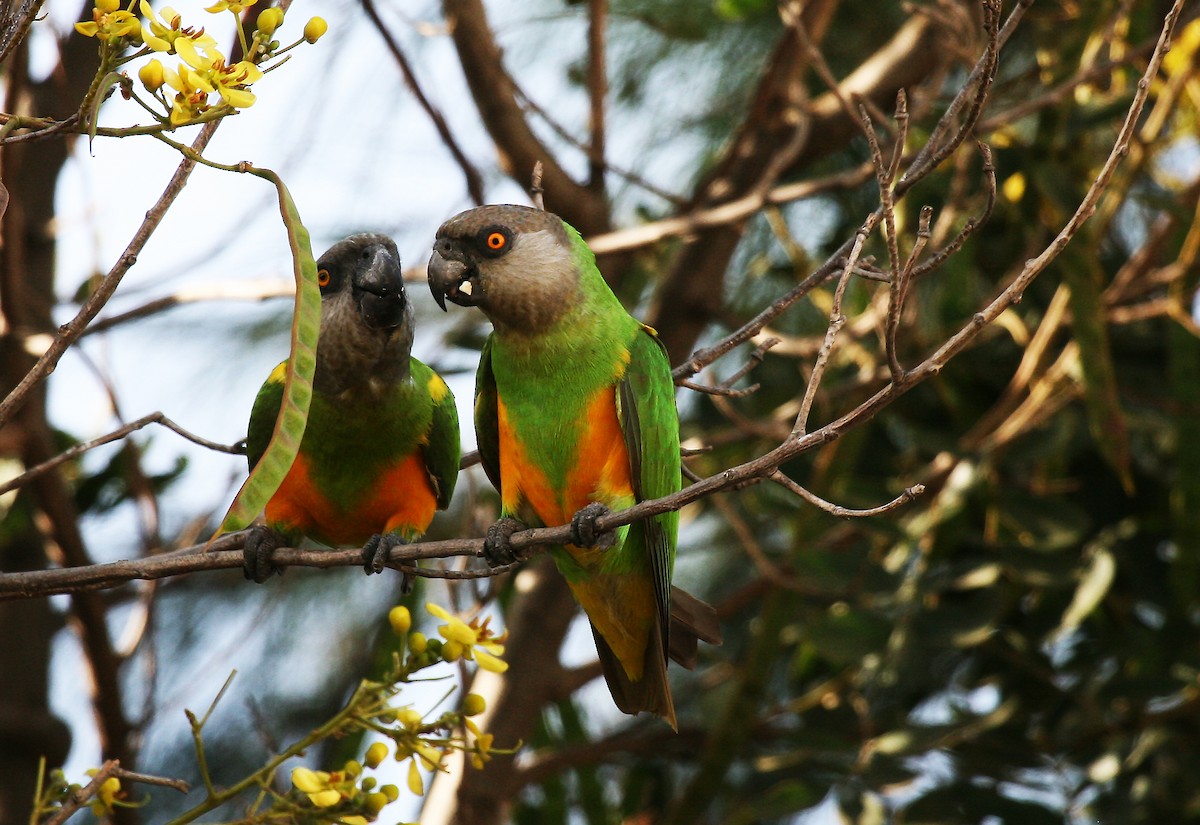 Senegal Parrot - Eduardo Soler