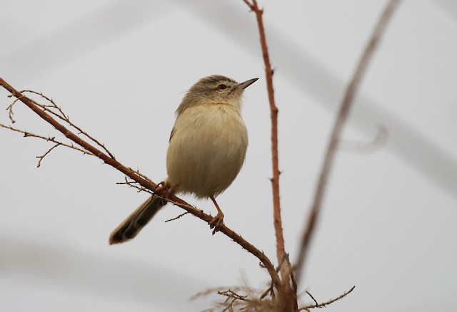 Tawny-flanked Prinia - eBird