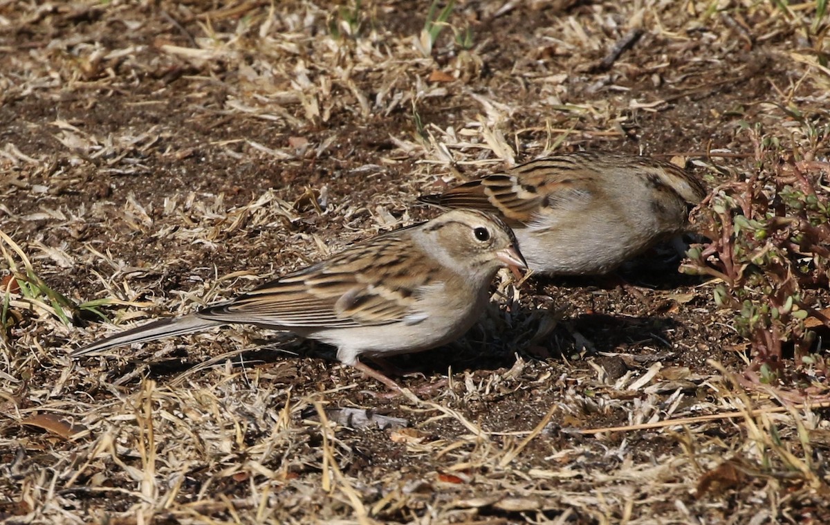 Chipping Sparrow - ML71758981