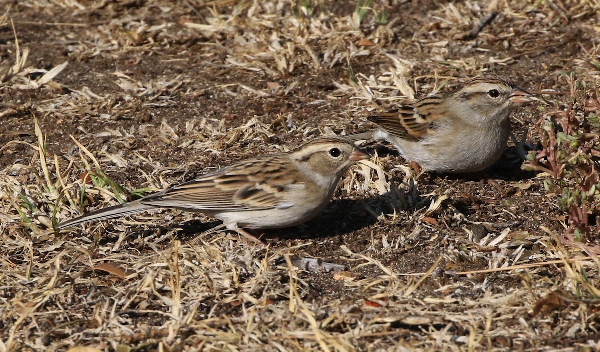 Chipping Sparrow - ML71758991