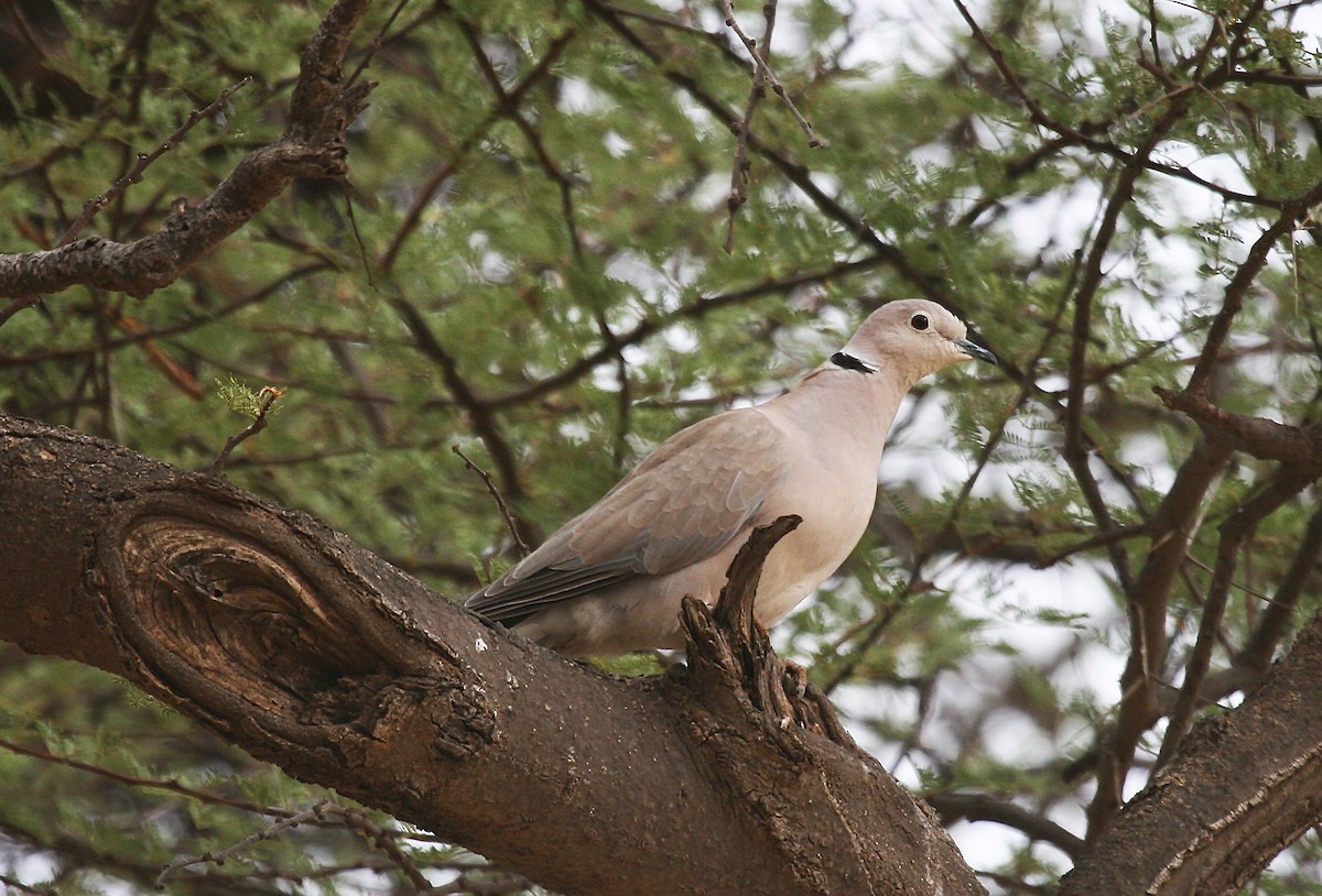 African Collared-Dove - ML717592