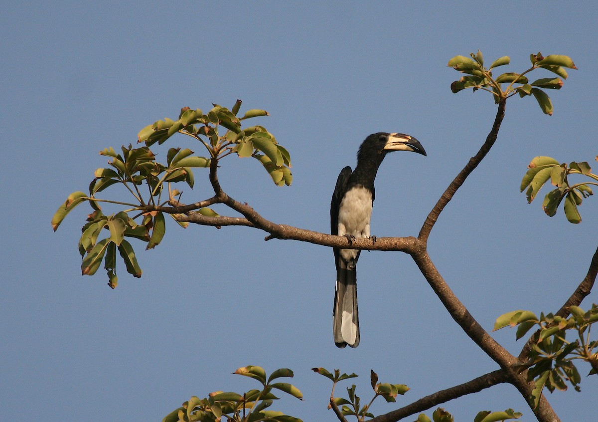 West African Pied Hornbill - Eduardo Soler