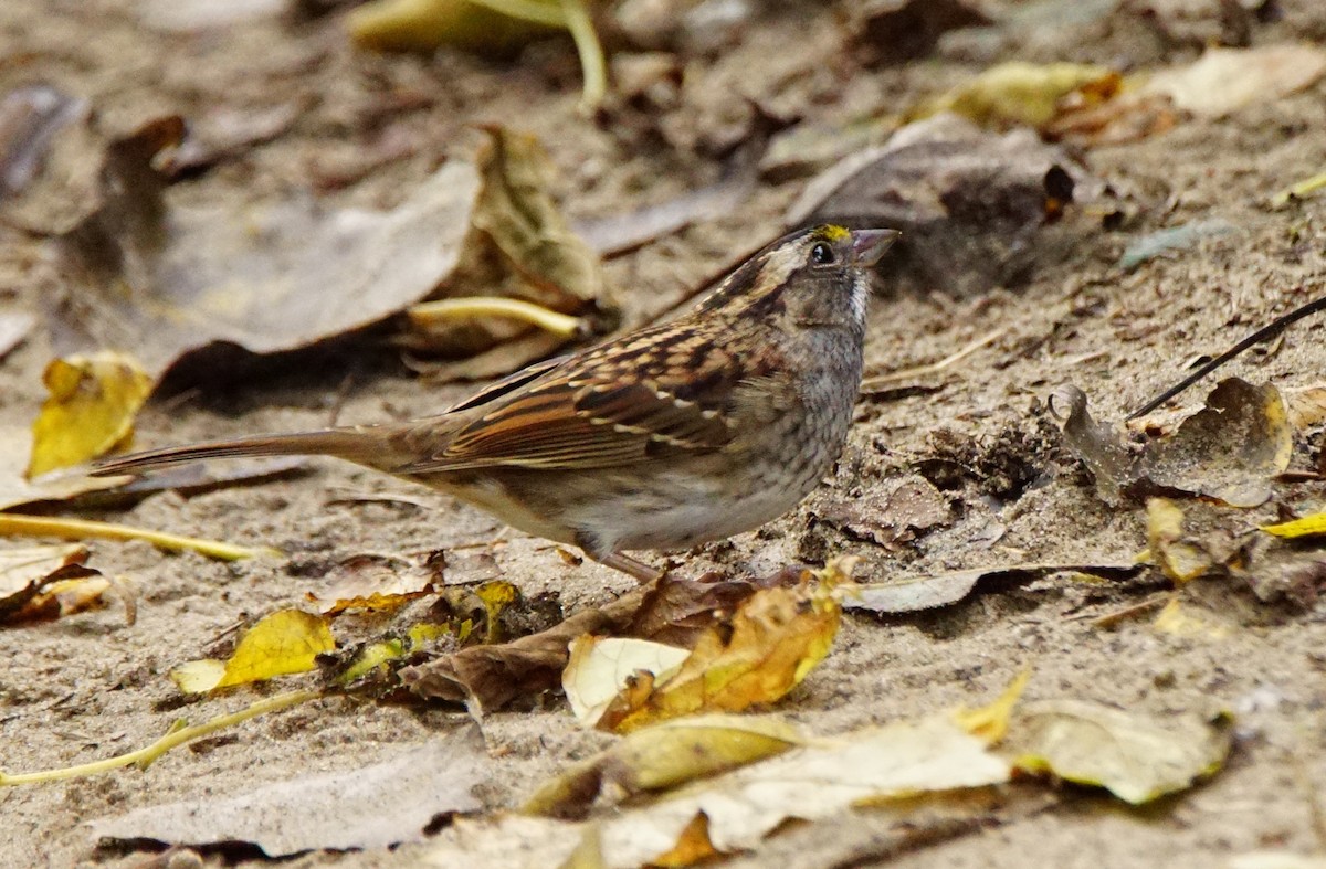 White-throated Sparrow - ML71759751
