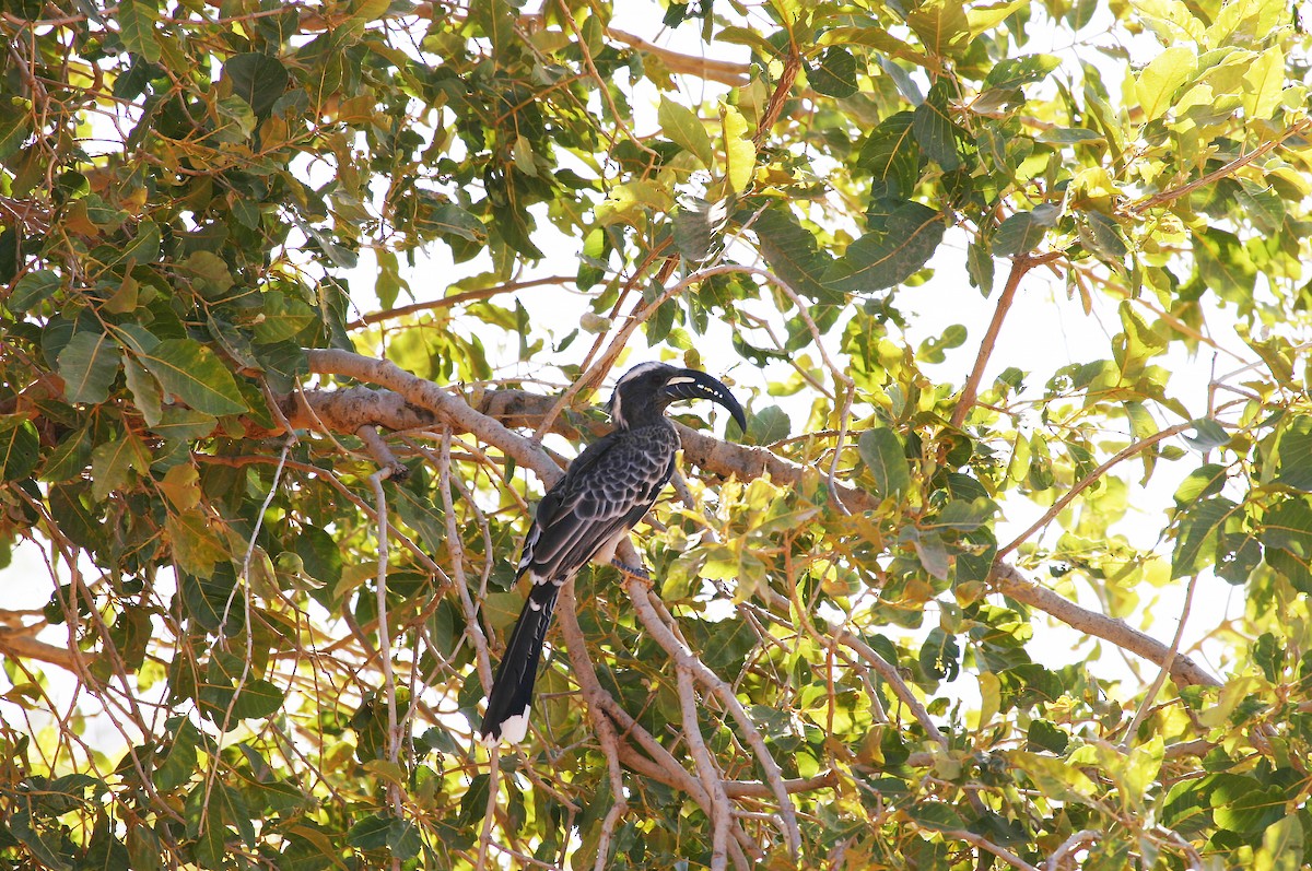 African Gray Hornbill - ML717607