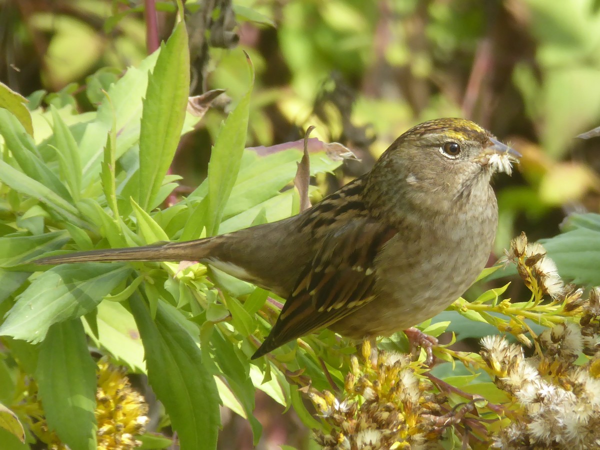 Golden-crowned Sparrow - Eric Schomaker