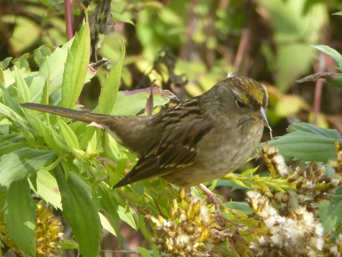 Golden-crowned Sparrow - ML71760771