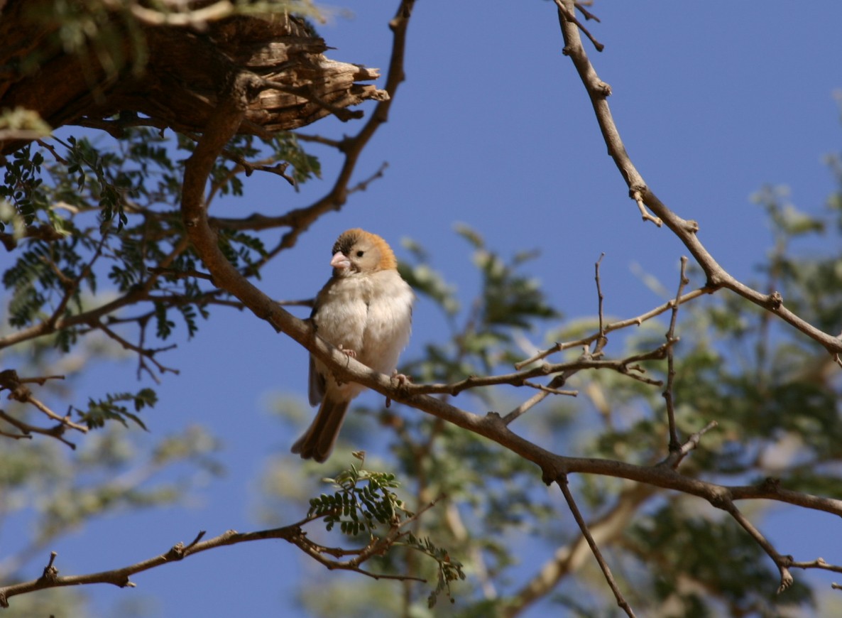 Speckle-fronted Weaver - ML717608