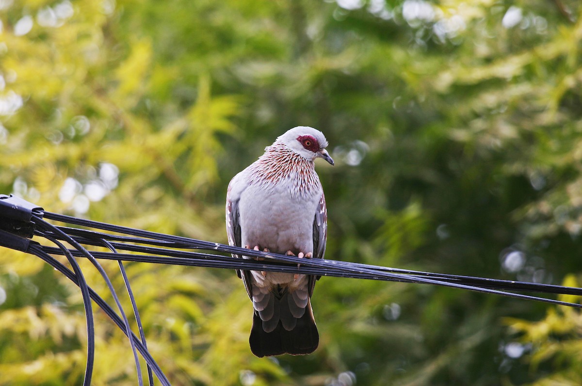 Speckled Pigeon - ML717609