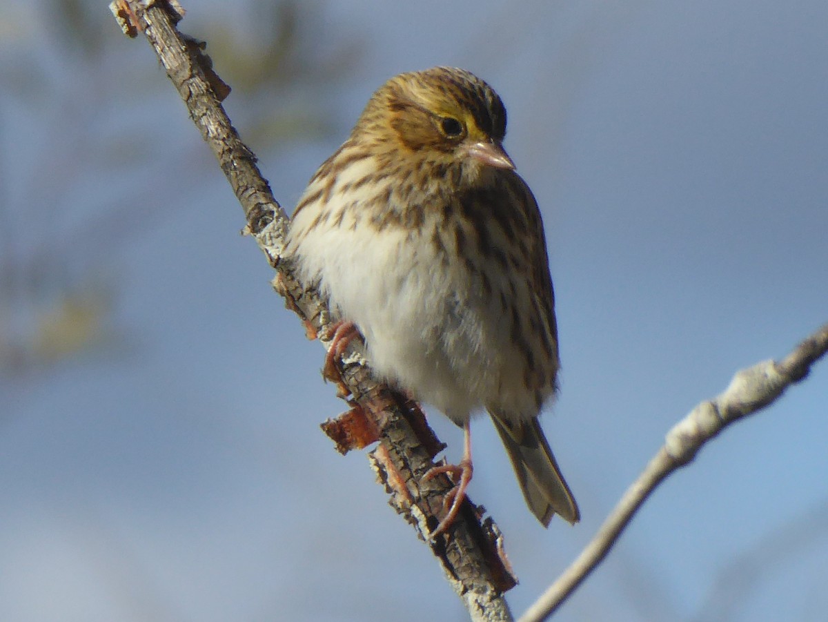 Savannah Sparrow - ML71760961