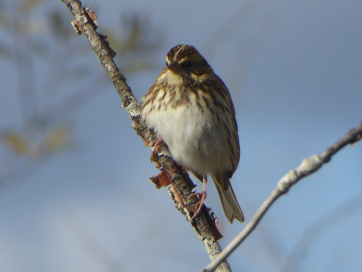 Savannah Sparrow - ML71760971