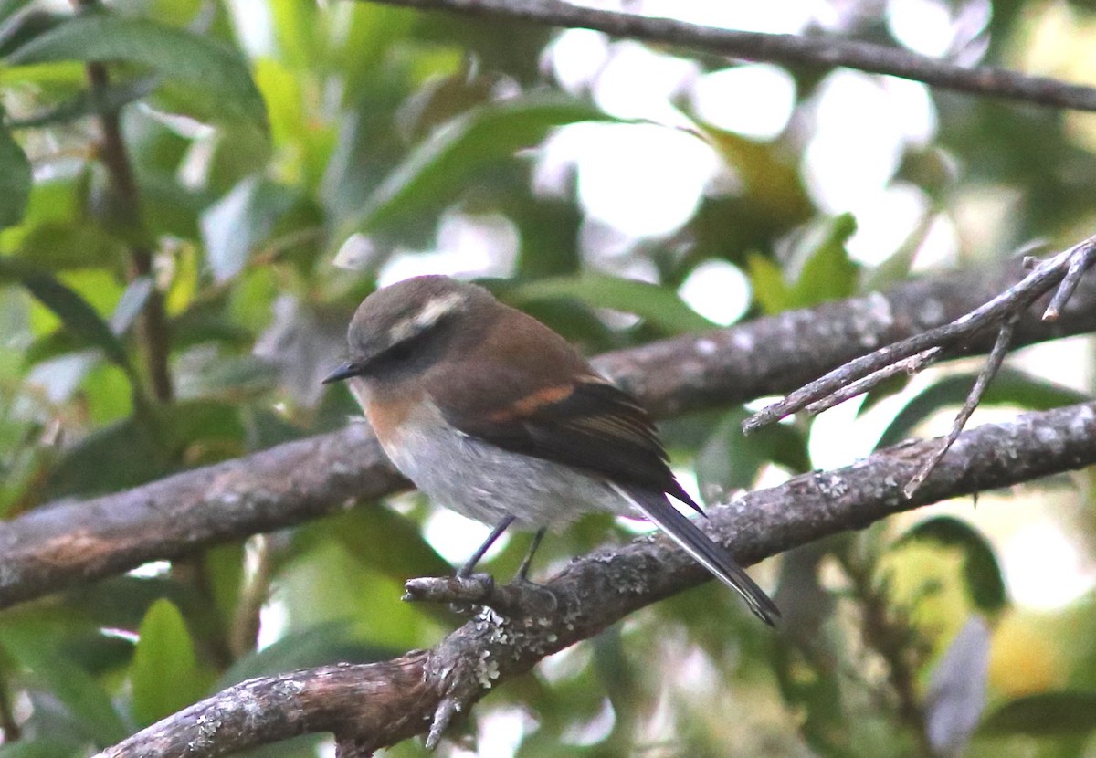 Rufous-breasted Chat-Tyrant - ML71761081