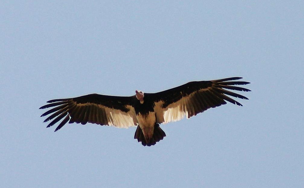 White-headed Vulture - Eduardo Soler