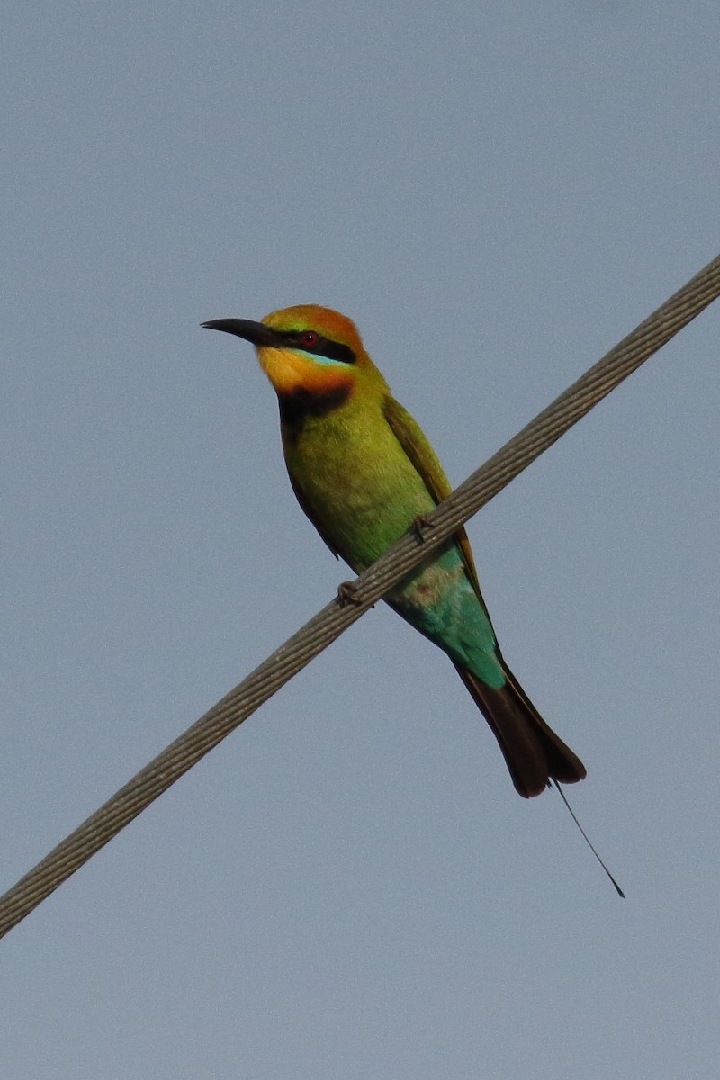 Rainbow Bee-eater - Chris A