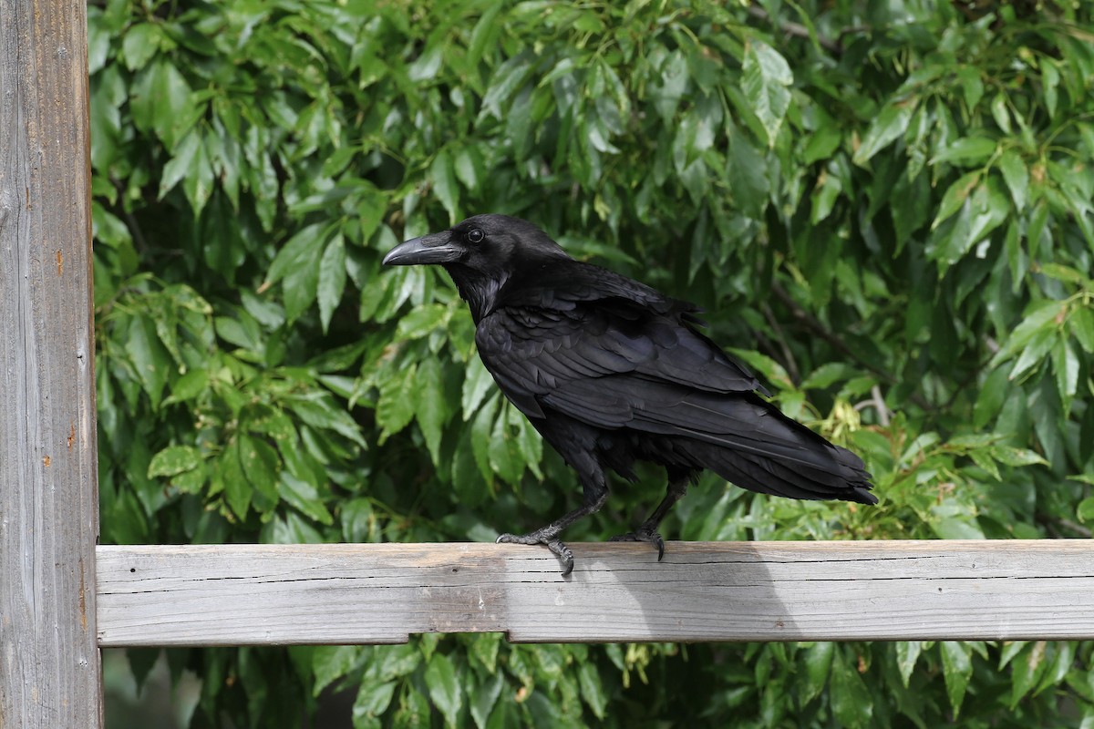 Common Raven - Craig Thayer
