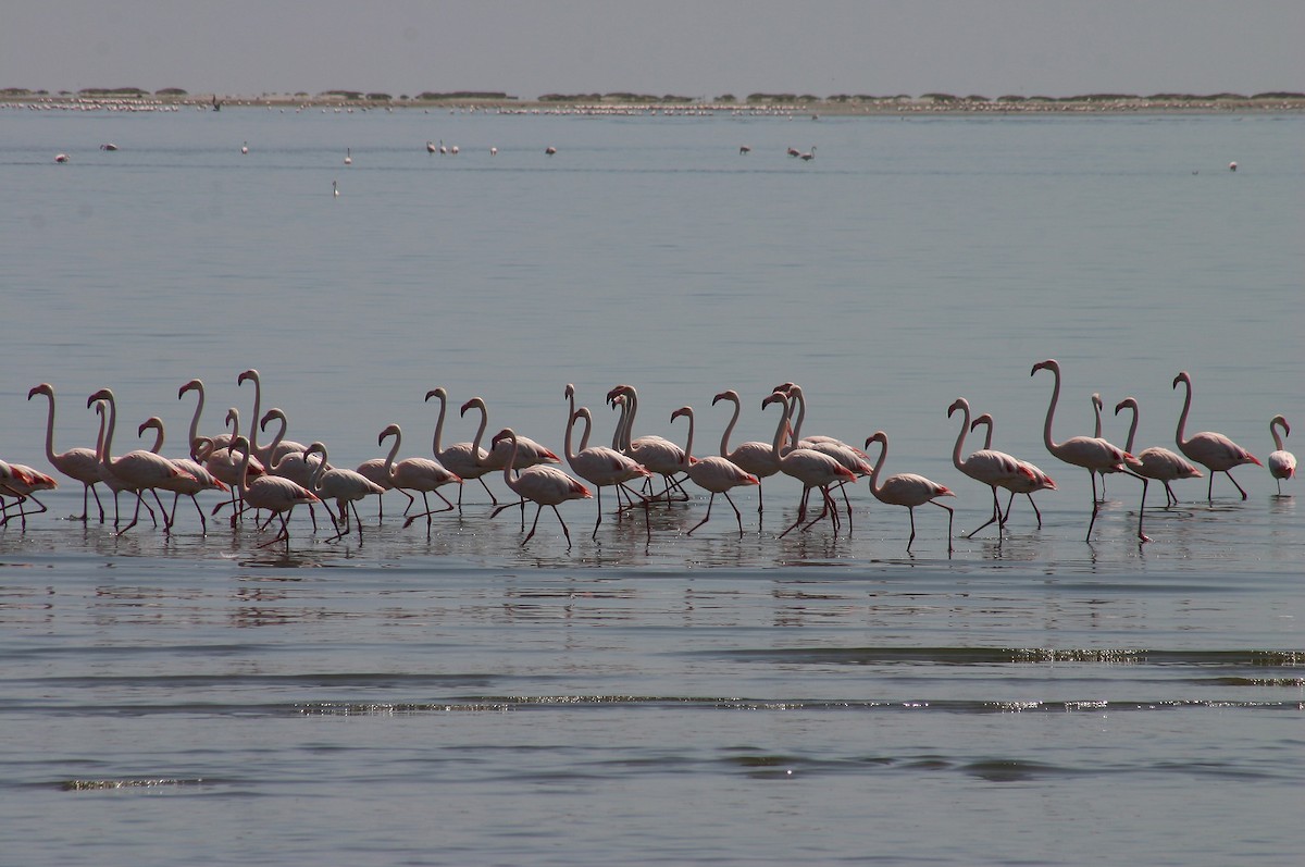 Lesser Flamingo - Eduardo Soler