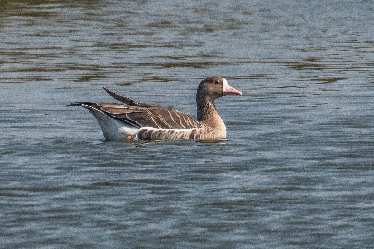Greater White-fronted Goose - Jeff Roisman