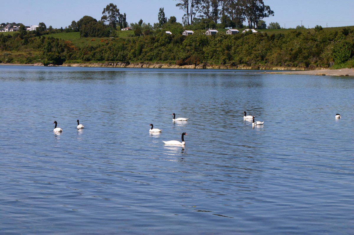 Black-necked Swan - ML717658