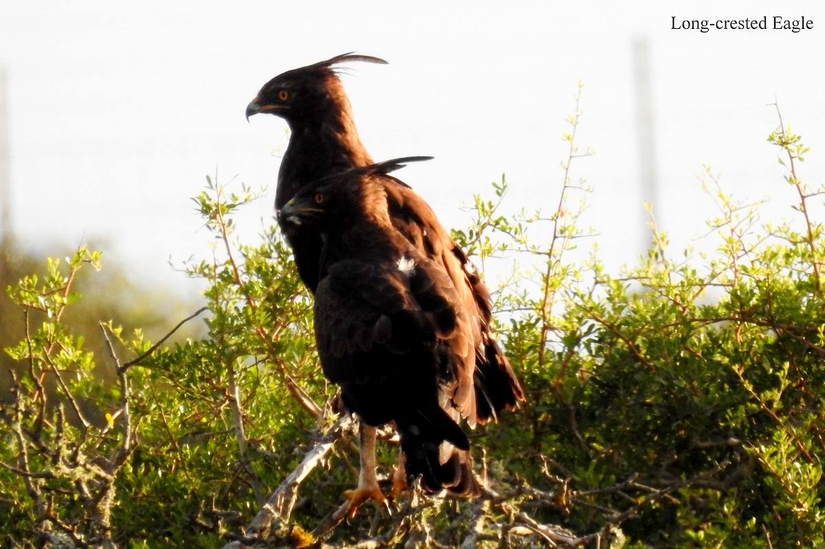 Long-crested Eagle - Alan Green