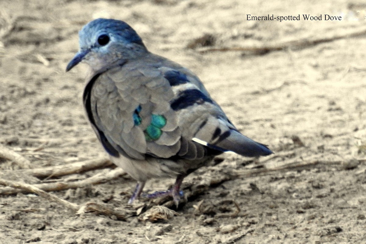 Emerald-spotted Wood-Dove - Alan Green