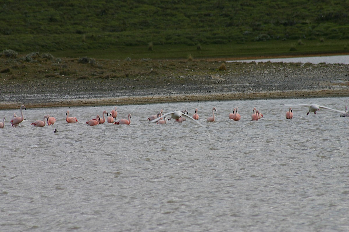 Chilean Flamingo - Eduardo Soler