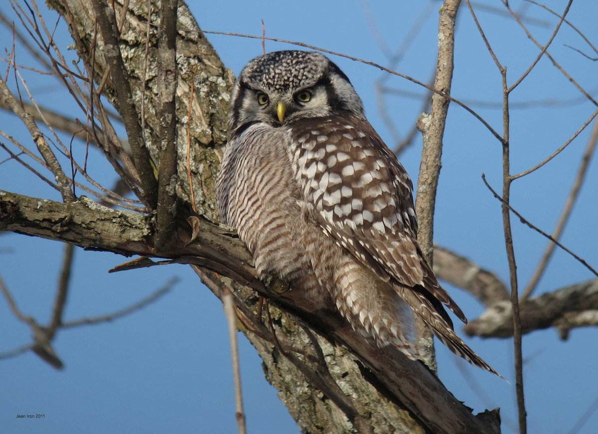 Northern Hawk Owl - Jean Iron