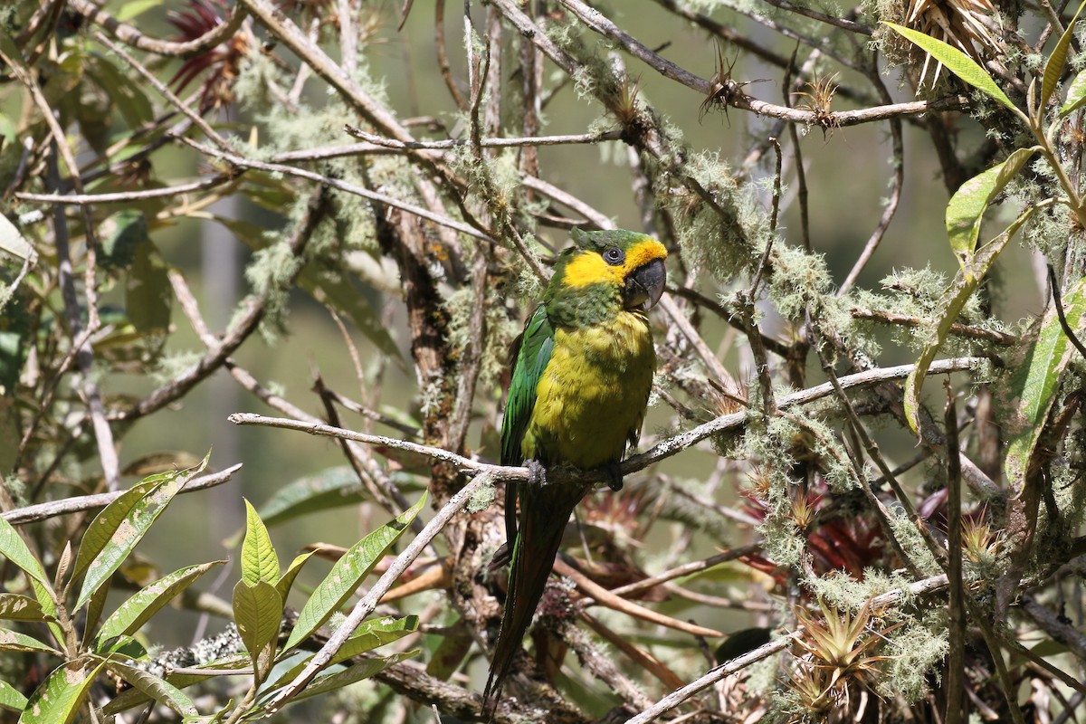 Yellow-eared Parrot - ML717681