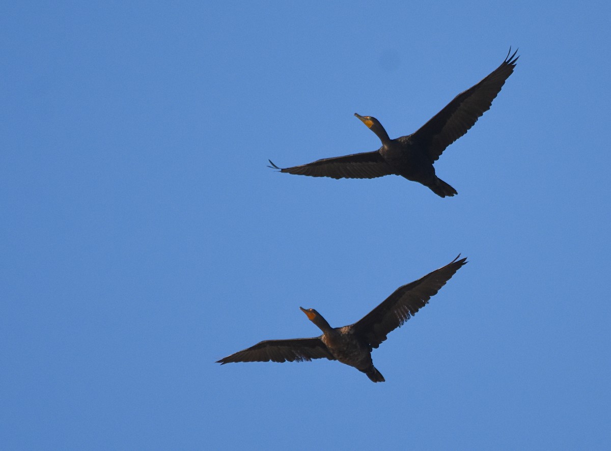 Double-crested Cormorant - Glenn Wyatt