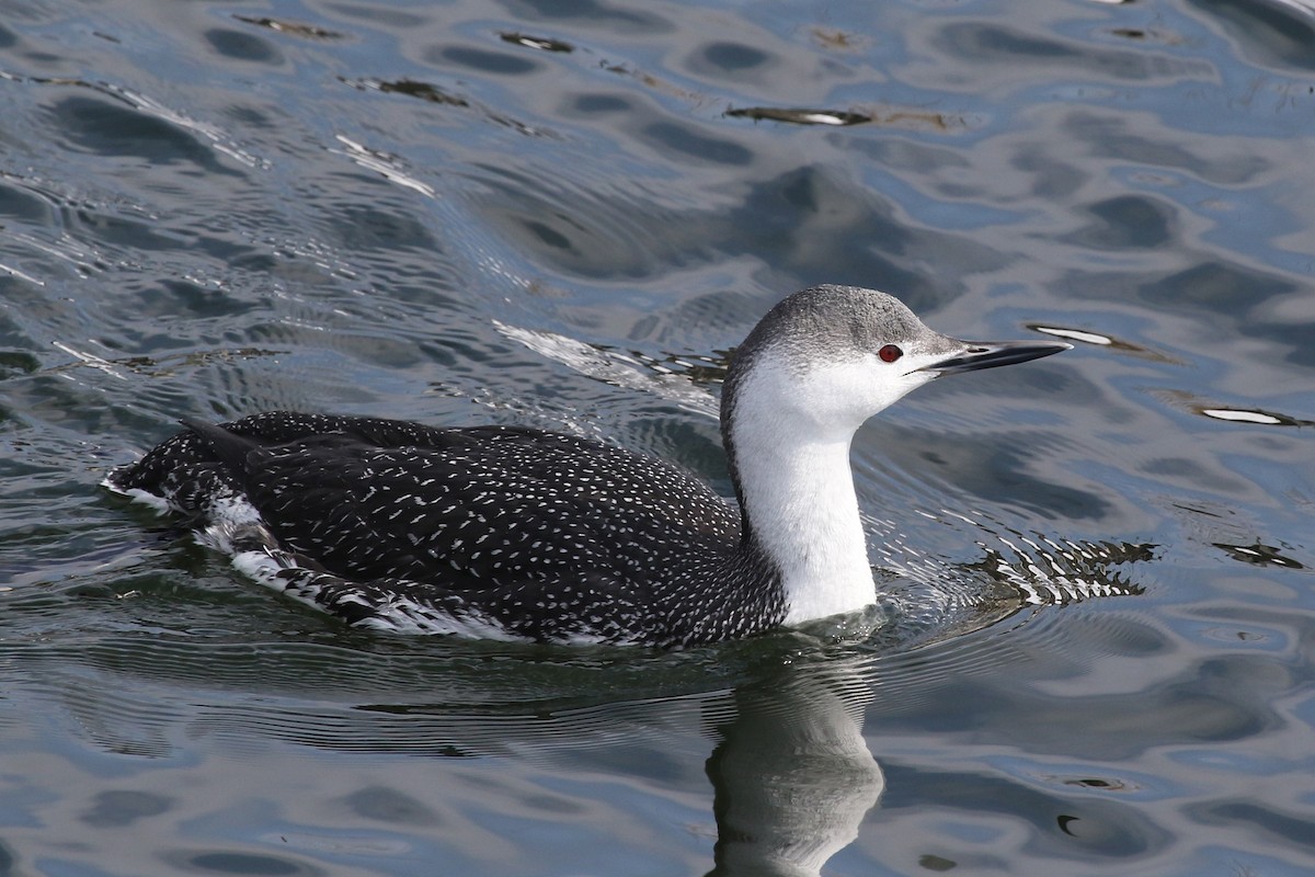 Red-throated Loon - ML71768771