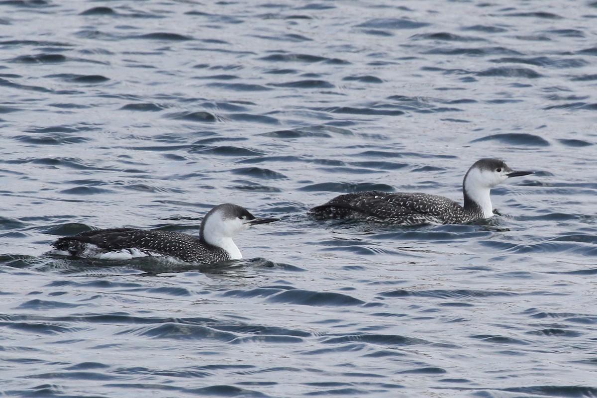 Red-throated Loon - ML71768781