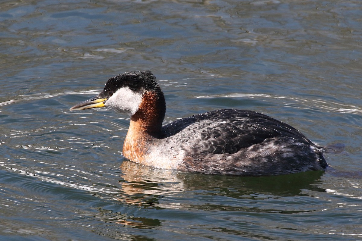 Red-necked Grebe - ML71769201