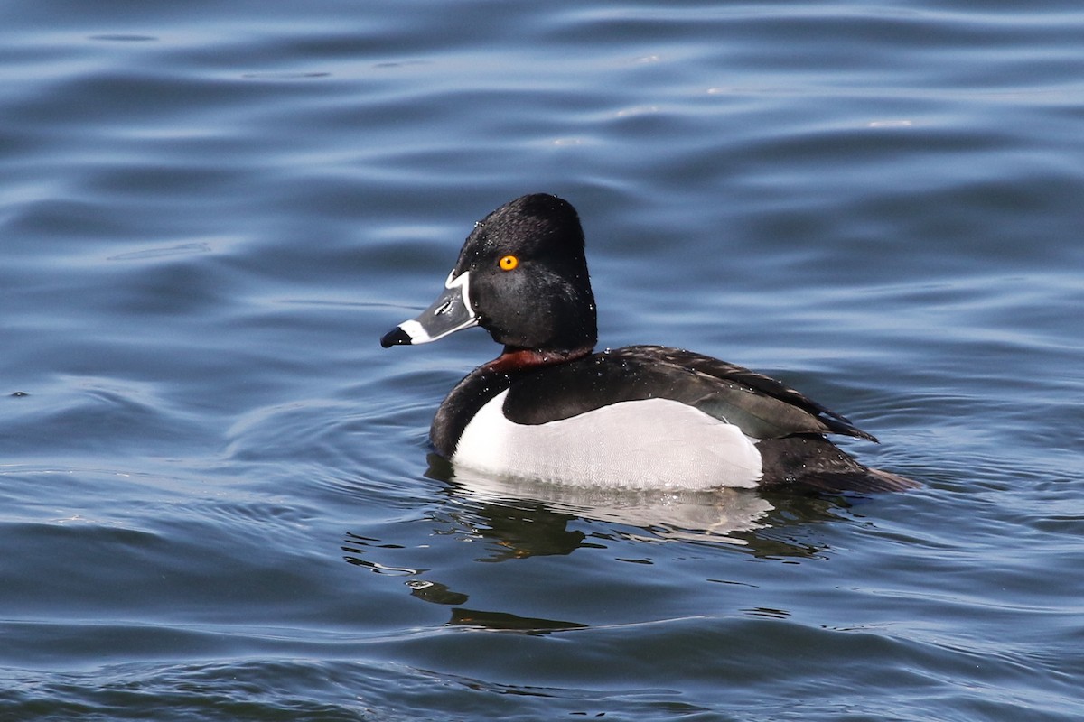 Ring-necked Duck - ML71769551