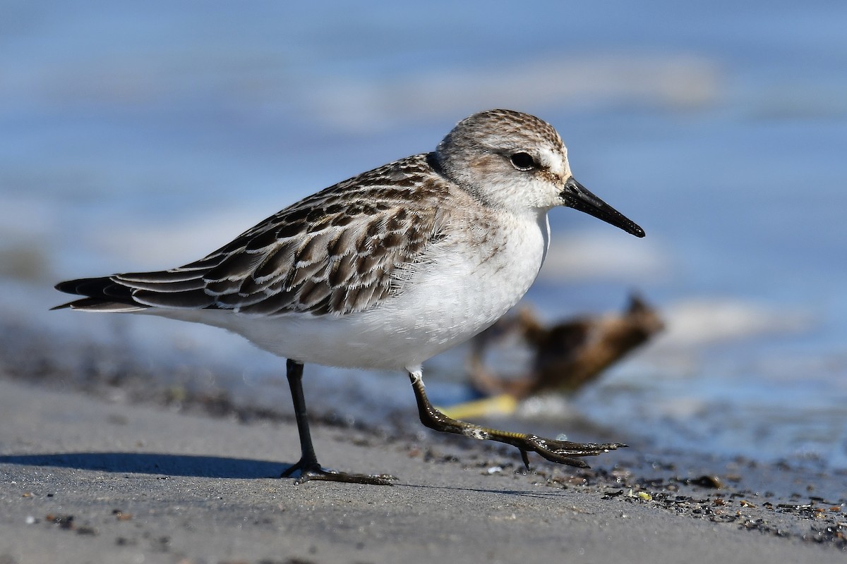 Semipalmated Sandpiper - André Lanouette