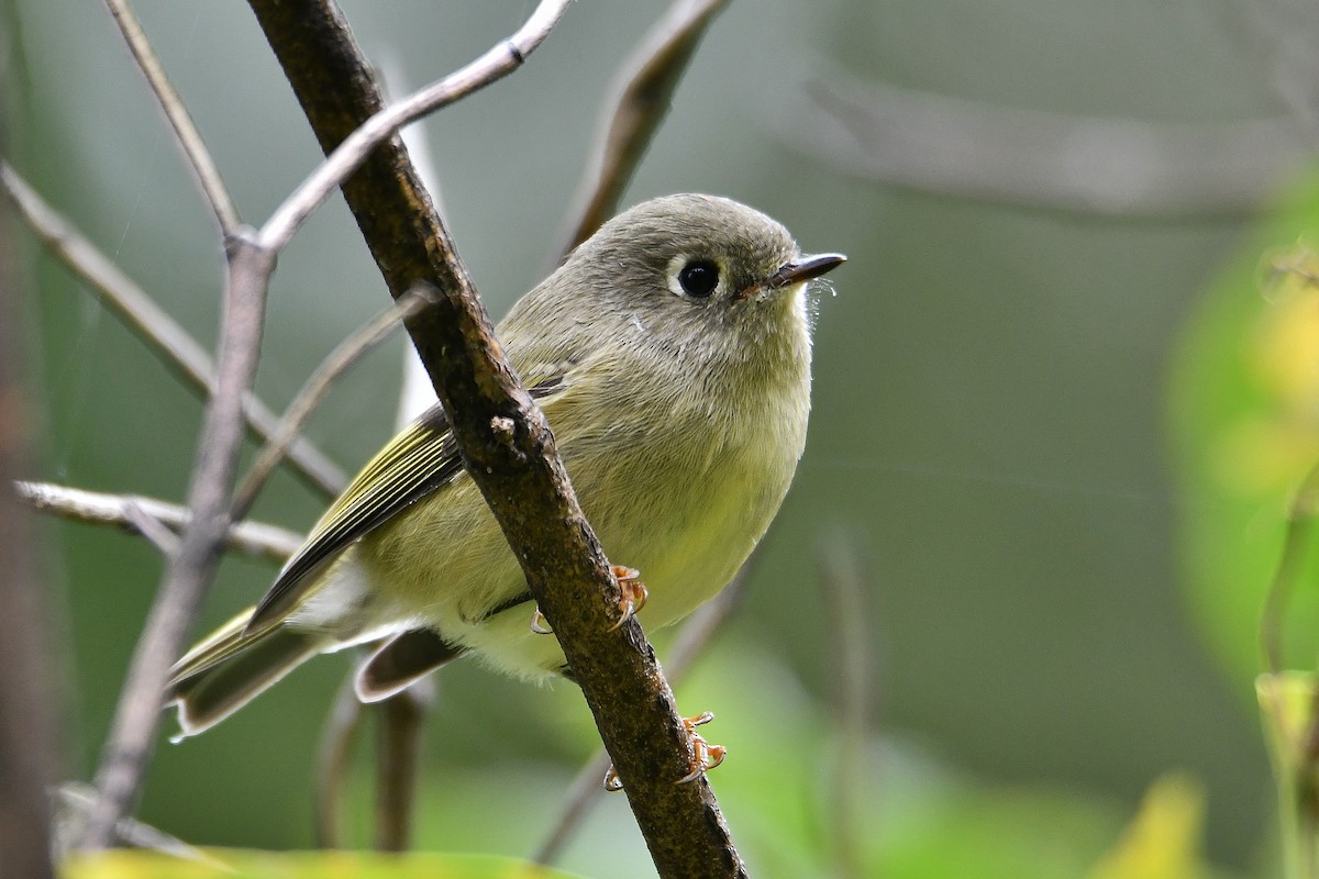 Ruby-crowned Kinglet - André Lanouette