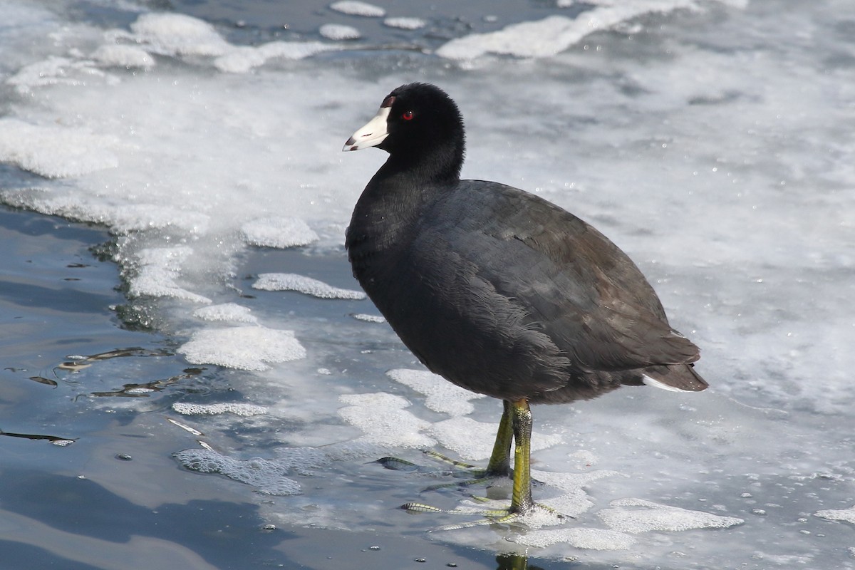 American Coot (Red-shielded) - ML71771031