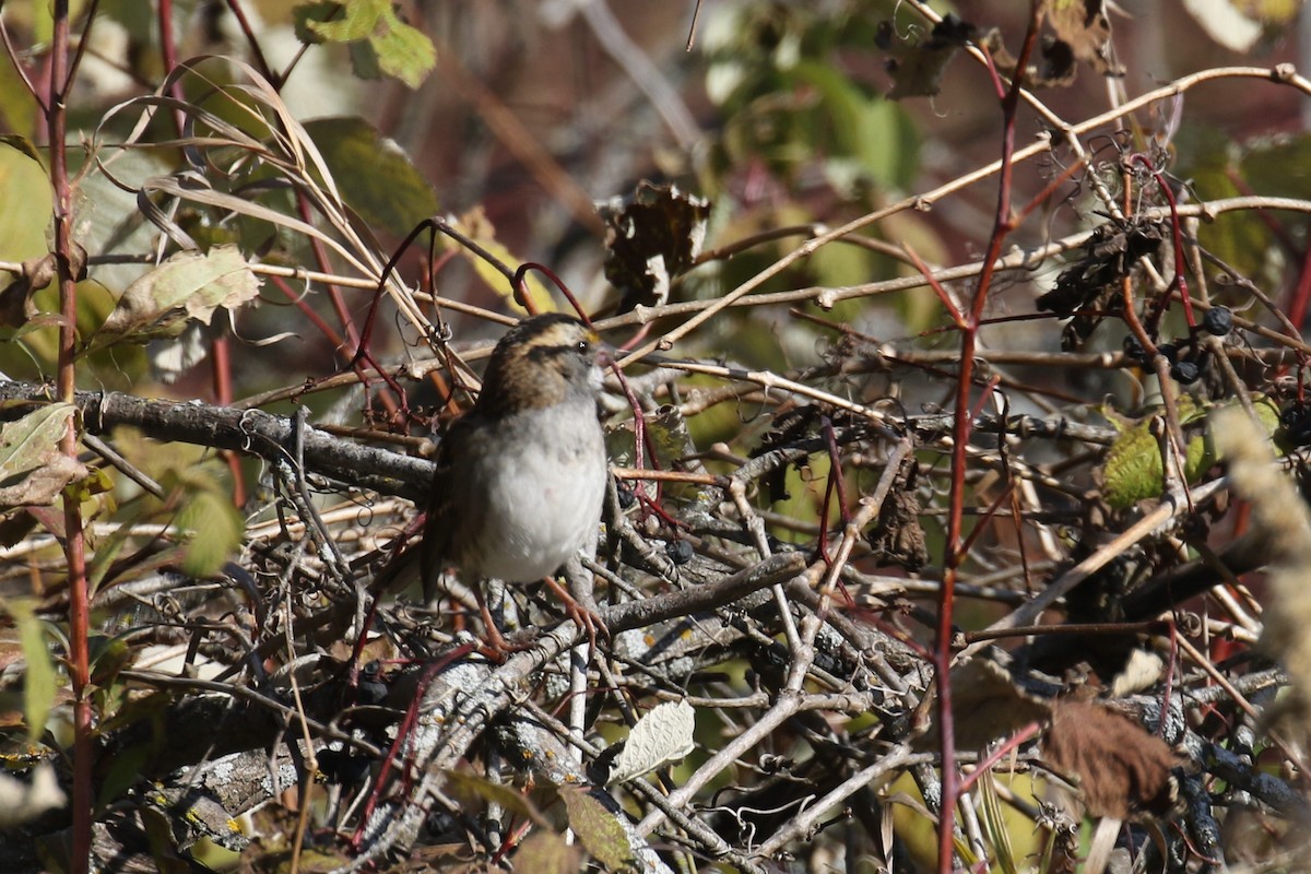 White-throated Sparrow - Dan Orr