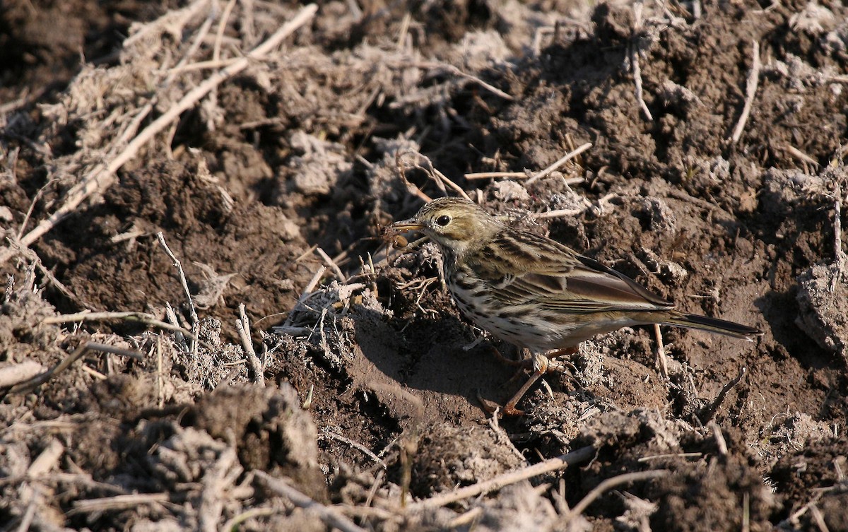 Meadow Pipit - ML717757