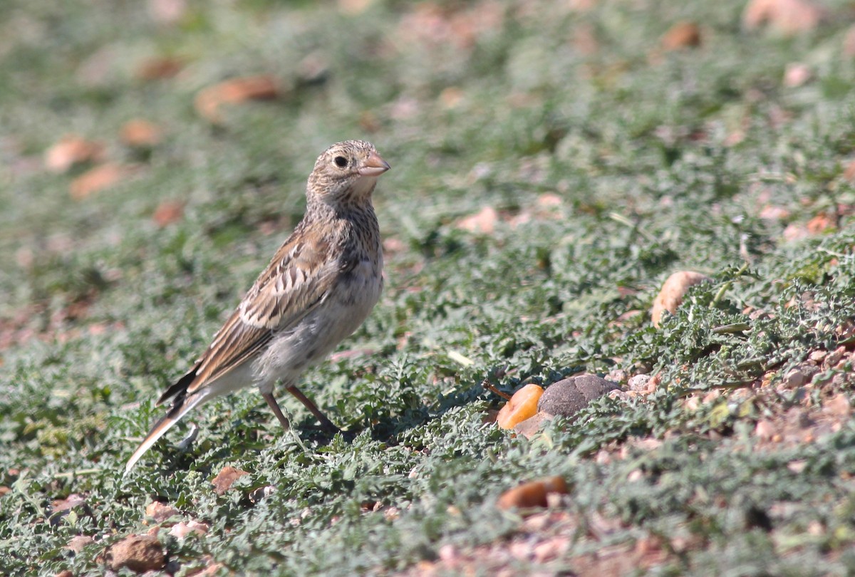 Thick-billed Longspur - ML71775881