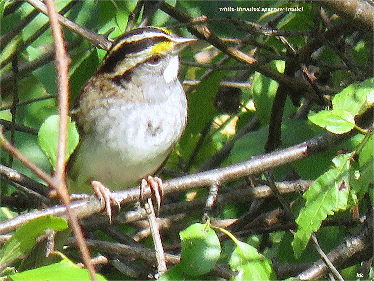 White-throated Sparrow - ML71776381