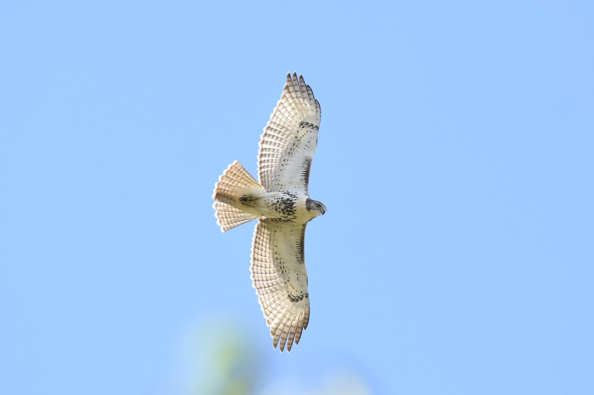 Red-tailed Hawk - ML71777401
