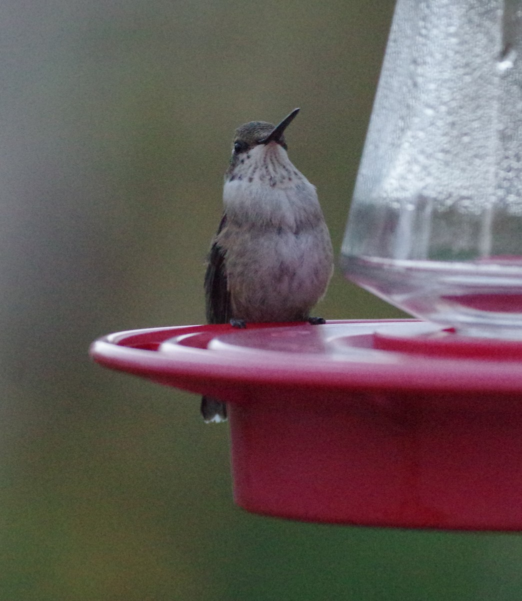 Black-chinned Hummingbird - ML71779511