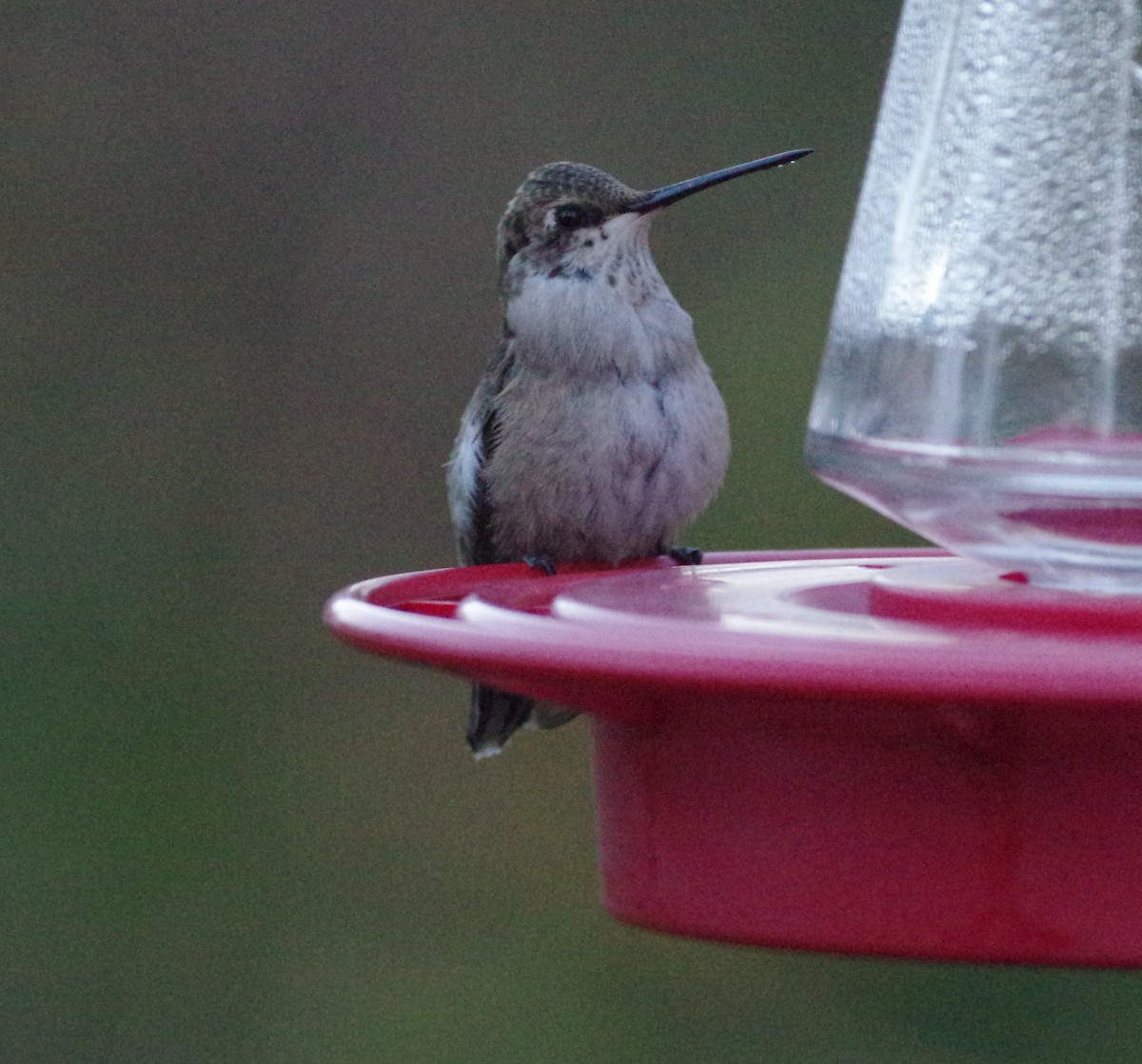 Black-chinned Hummingbird - ML71779521