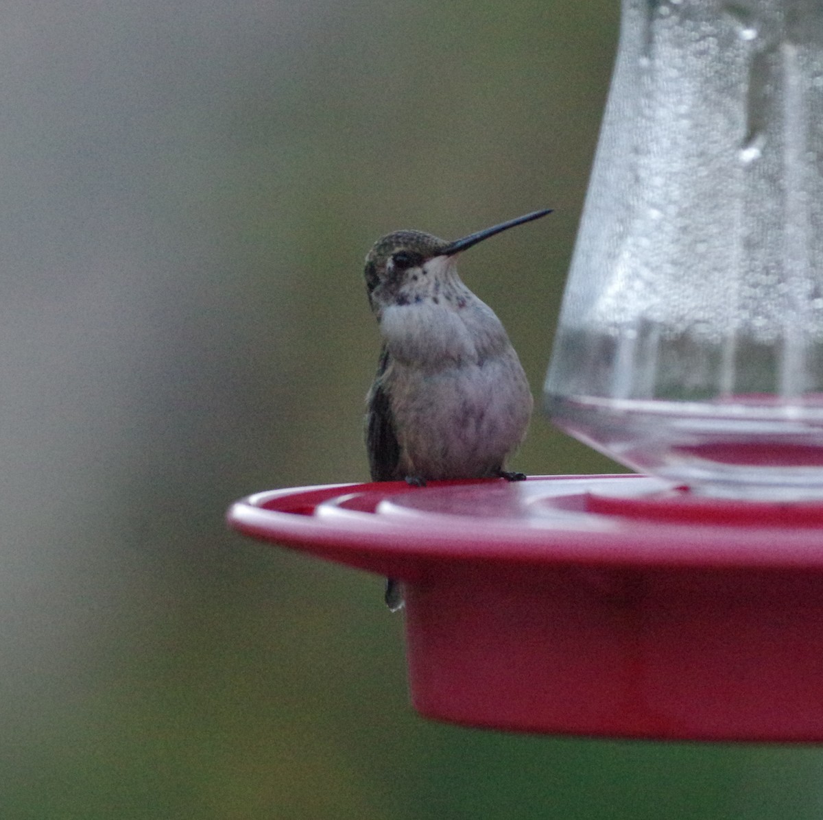 Black-chinned Hummingbird - ML71779531