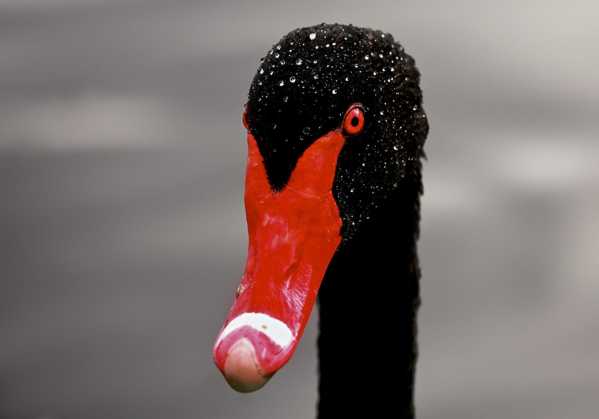 Black Swan - Anonymous